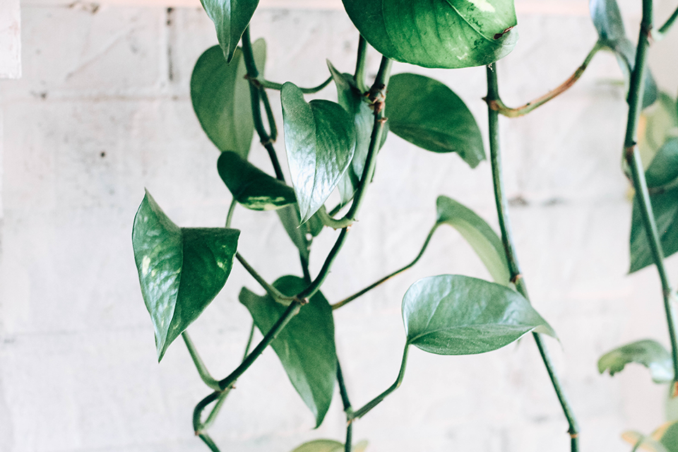 Indoor Jade Pothos Plant